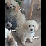 Toy Poodle - Both