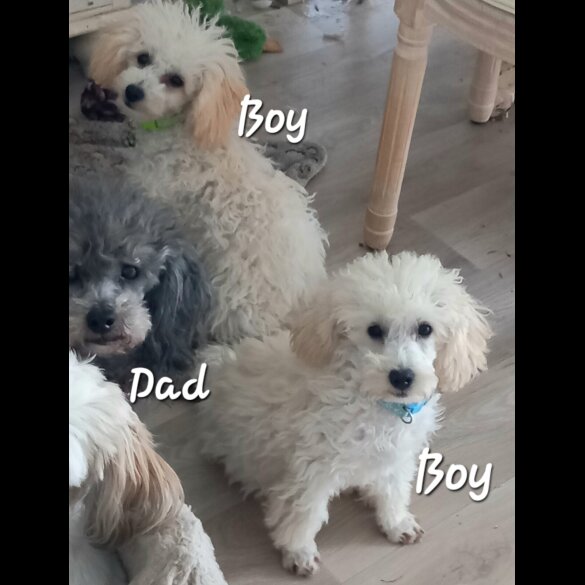 Toy Poodle - Both