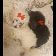 Toy Poodle - Both