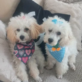 Toy Poodle - Both