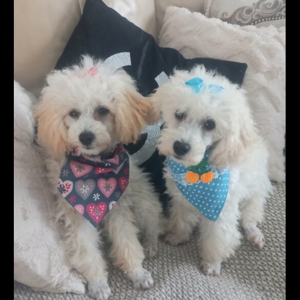 Toy Poodle - Both