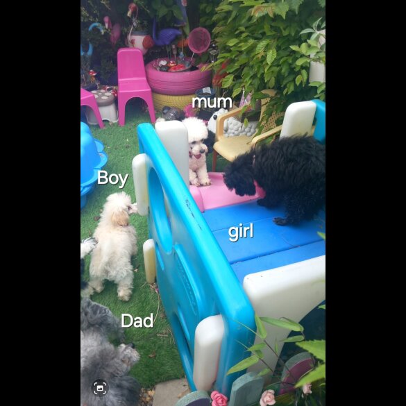 Toy Poodle - Both