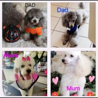 Toy Poodle - Both