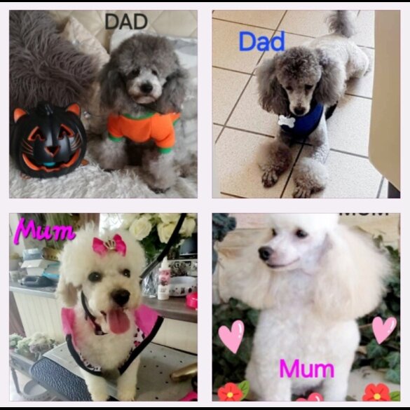 Toy Poodle - Both