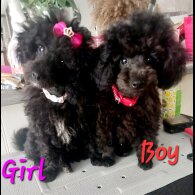 Toy Poodle - Both