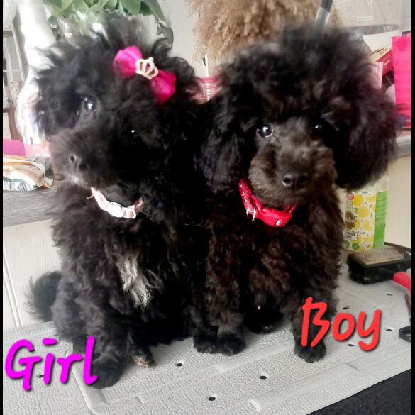 Toy Poodle - Both