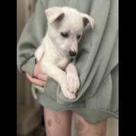 Mixed Breed - Bitches