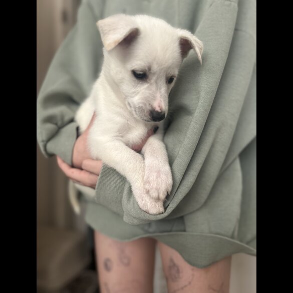 Mixed Breed - Bitches