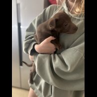 Mixed Breed - Bitches