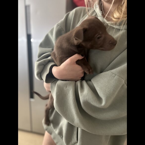 Mixed Breed - Bitches
