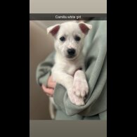 Mixed Breed - Bitches