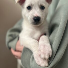 Mixed Breed - Bitches