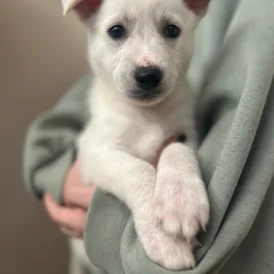 Mixed Breed - Bitches