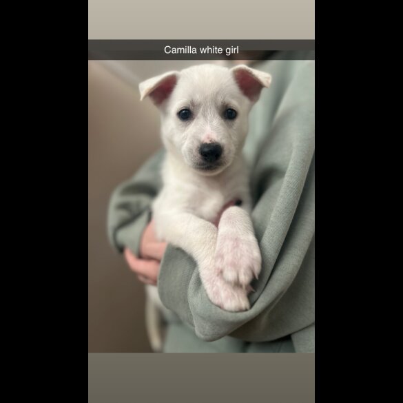 Mixed Breed - Bitches