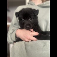 Mixed Breed - Bitches