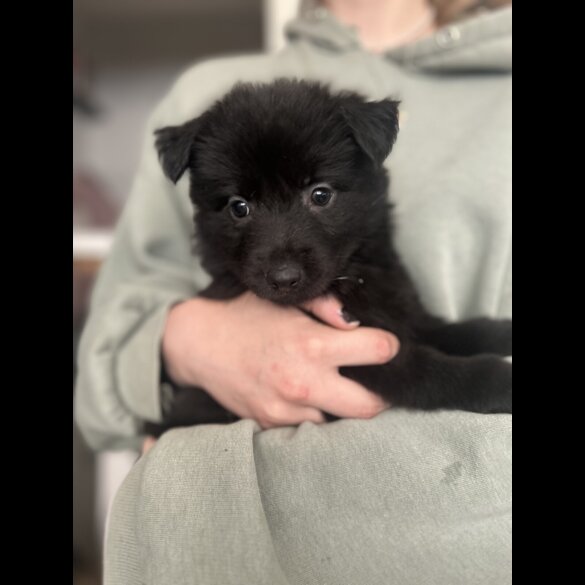 Mixed Breed - Bitches