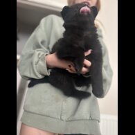 Mixed Breed - Bitches
