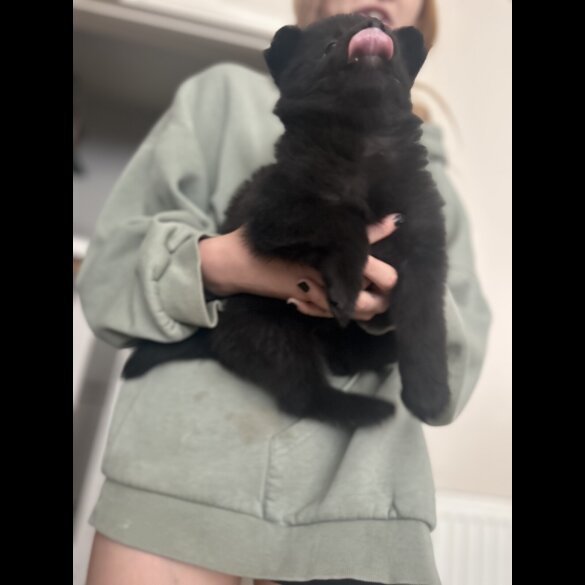 Mixed Breed - Bitches