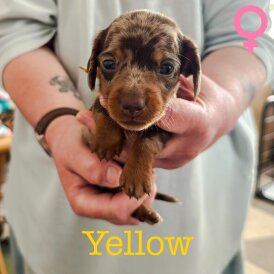 Dachshund (Standard &amp; Miniature) - Both