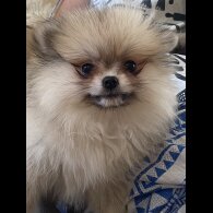 Pomeranian - Bitches