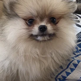Pomeranian - Bitches