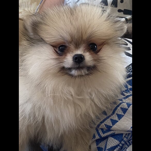Pomeranian - Bitches