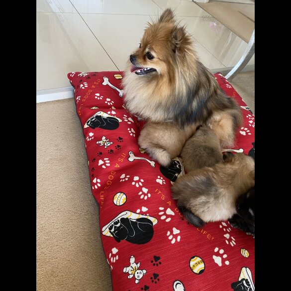 Pomeranian - Bitches