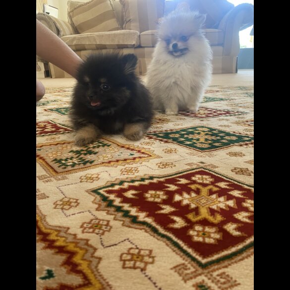 Pomeranian - Bitches