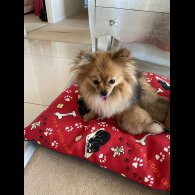 Pomeranian - Bitches