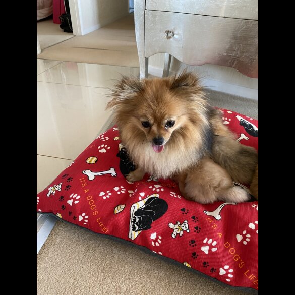 Pomeranian - Bitches