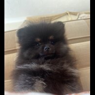 Pomeranian - Bitches