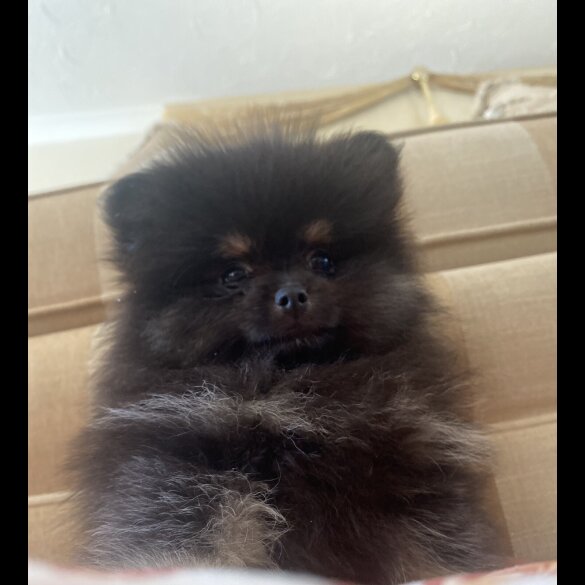 Pomeranian - Bitches