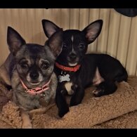 Chihuahua - Dogs