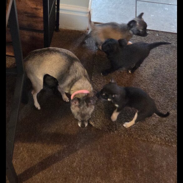 Chihuahua - Dogs