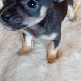 Chihuahua - Dogs