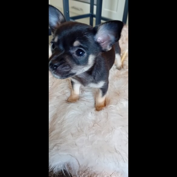 Chihuahua - Dogs