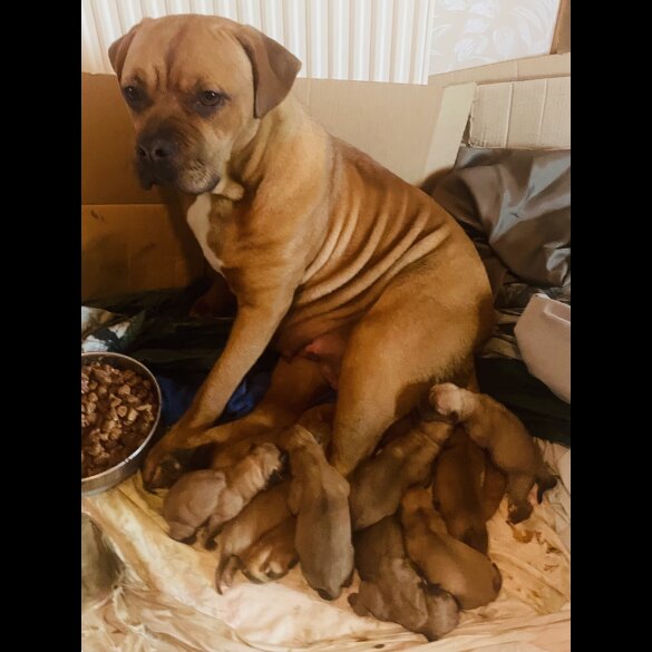 Mixed Breed - Bitches