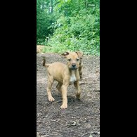 Mixed Breed - Bitches