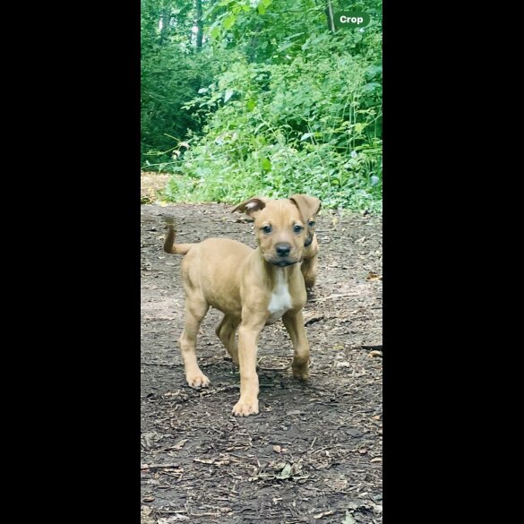 Mixed Breed - Bitches