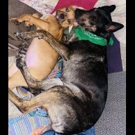 Mixed Breed - Bitches