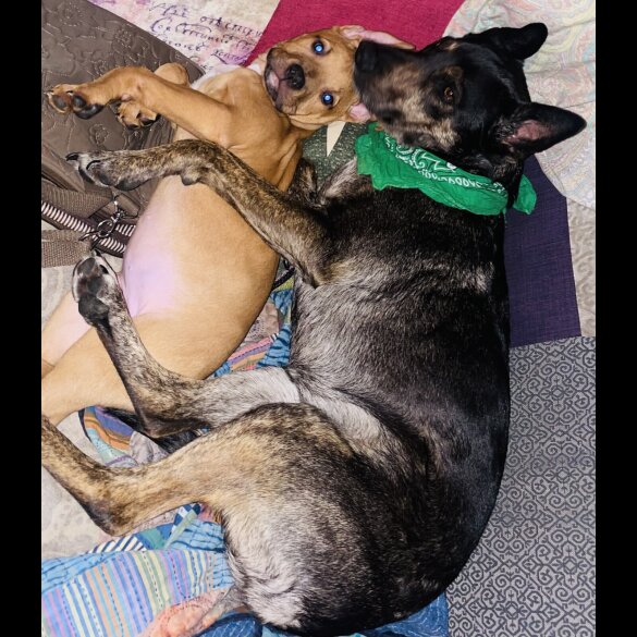 Mixed Breed - Bitches