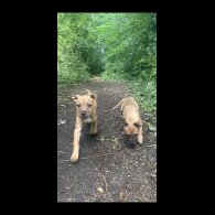 Mixed Breed - Bitches