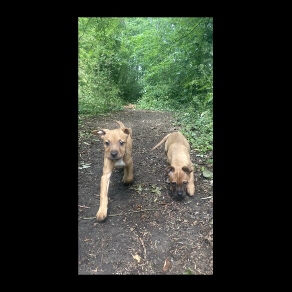 Mixed Breed - Bitches