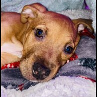 Mixed Breed - Bitches