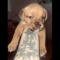 Mixed Breed - Bitches