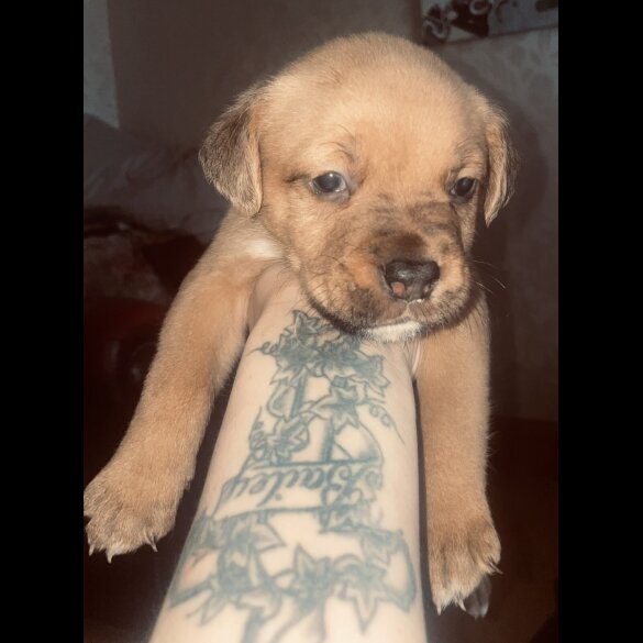 Mixed Breed - Bitches