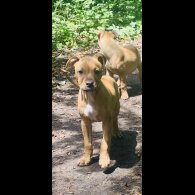 Mixed Breed - Bitches