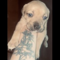 Mixed Breed - Bitches