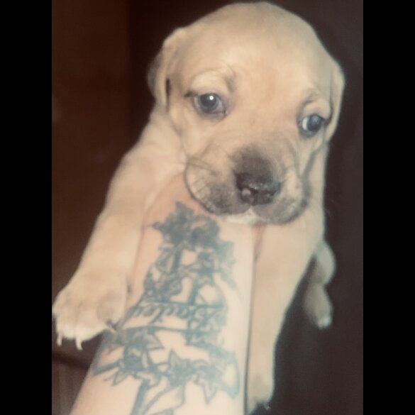 Mixed Breed - Bitches