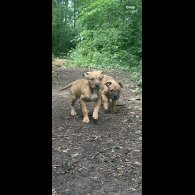 Mixed Breed - Bitches